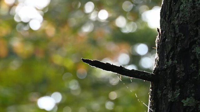 雨上がりの森、木漏れ日の玉ボケと立ち上る水蒸気