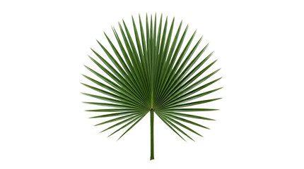 Tropical fan palm leaf with symmetrical green fronds, exotic botanical foliage element, vibrant green palm branch for summer design and spa decor isolated PNG with Transparent Background © ramzan