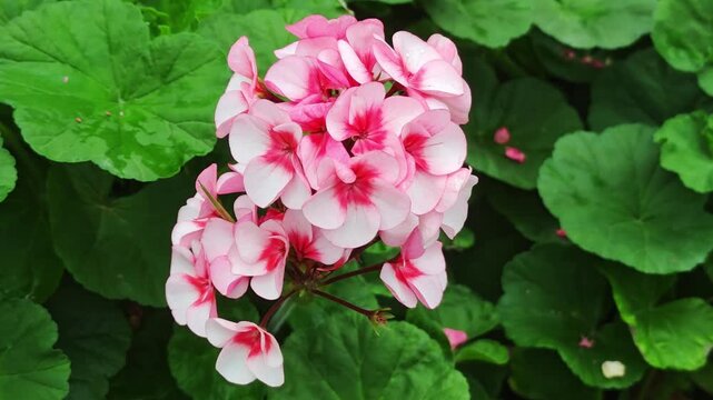 White and purple geranium flowers and ivy