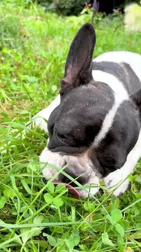 Cute French Bulldog lying on green grass in the garden. Symbolizes playfulness, joy, and carefree pet lifestyle. Ideal for pet care, outdoor fun, and happy animal content