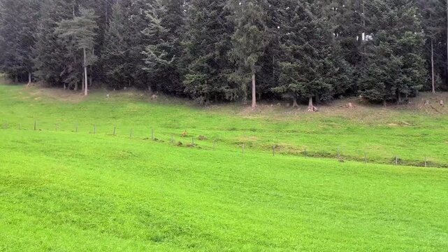 A roe deer (Capreolus capreolus) running across a lush green meadow into a dense coniferous forest during a heavy rain. 