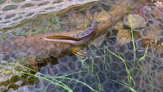 Close-up of a wild Arctic grayling showcasing its colorful and distinctive pelvic and dorsal fins in a pristine mountain lake. Dorsal fin sways in the moving water as it rests in a net.
