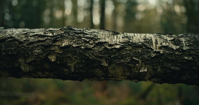 Close up view of textured tree bark on a fallen log with a softly blurred forest background. Natural woodland detail highlighting rugged bark texture in daylight.