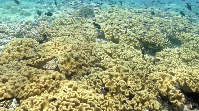 Vibrant yellow coral colonies blanket the ocean floor while small tropical fish dart through clear turquoise waters during a sunny afternoon near the Great Barrier Reef in Australia