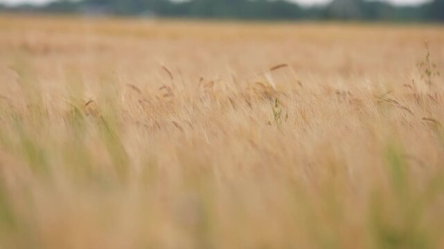Close-up shot of golden wheat heads gently swaying in the wind under soft natural daylight, revealing a serene, textured landscape with warm colors and shallow depth of field.