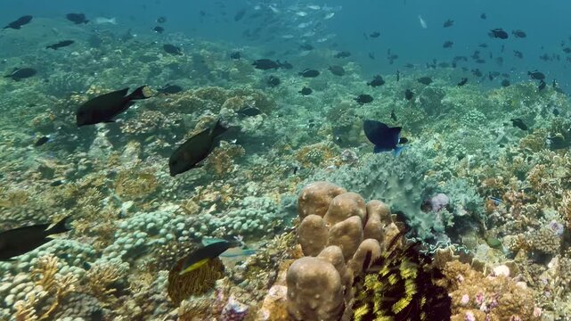 Small colorful fish swim peacefully between soft corals and ancient rocks in the clear blue Pacific Ocean during a sunny afternoon trip.