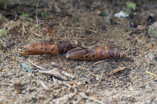 Closeup of brown moth pupae resting sandy soil natural texture showcasing insect metamorphosis wildlife biology outdoor macro details