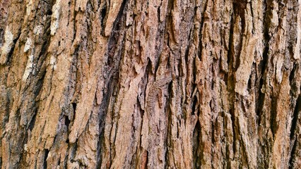 Fototapeta premium tree bark texture
