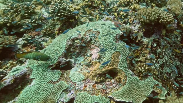 Small blue fish dart through the turquoise waters above a lush coral reef during a bright sunny day.