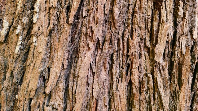 tree bark texture