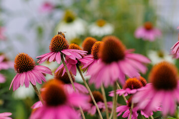 Obraz premium Purple echinacea coneflowers with vibrant pink petals and orange centers are blooming abundantly, creating a lively botanical display in a lush summer garden