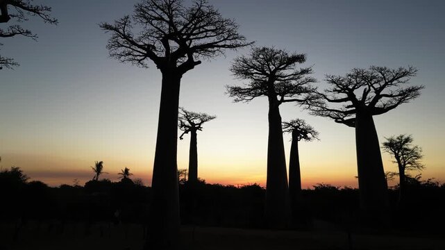 Silhouette of giant baobab trees along Avenue of the Baobabs at sunset in Morondava, Madagascar. African savanna landscape glowing in dusk light
