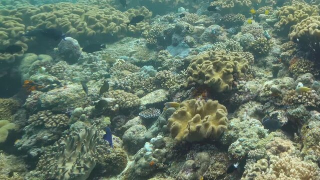 Bright schools of tropical fish swim among intricate coral formations in clear Pacific waters during sunny afternoon, showcasing natural beauty and ecological diversity of this underwater sanctuary.