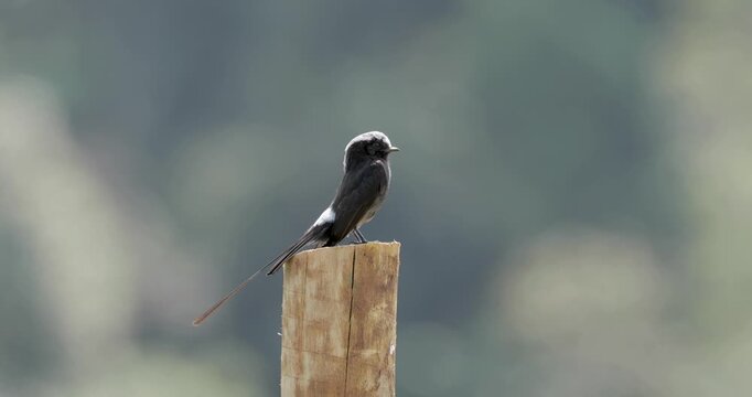 Colonia colonus perched on wooden board. Close up, blur background