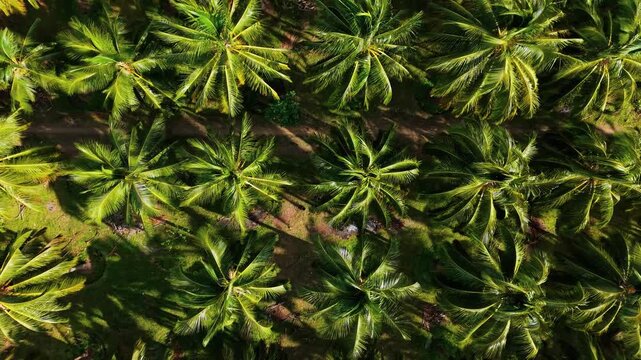 Aerial drone top down view of coconut palm tree plantation in South India, lush green tropical canopy in symmetrical rows with a dirt path cutting through the farm, sunlight and shadows fall.