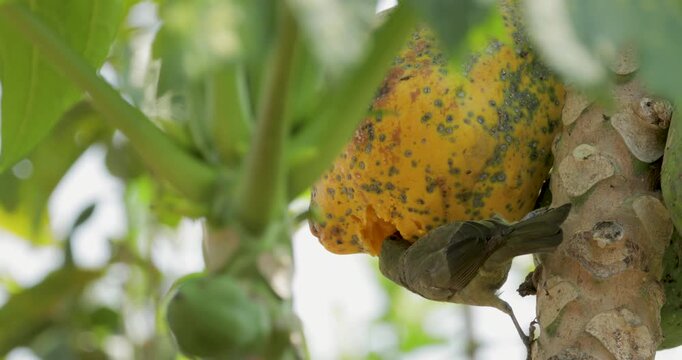 Close up of a Palm tanager eating fruit on papaya tree