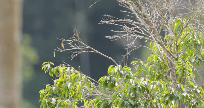 Close up of Long tailed tyrant flying off after resting in tree