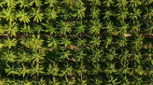 Aerial drone top down view of coconut palm tree plantation in South India, lush green tropical canopy in symmetrical rows with a dirt path cutting through the farm, sunlight and shadows fall.