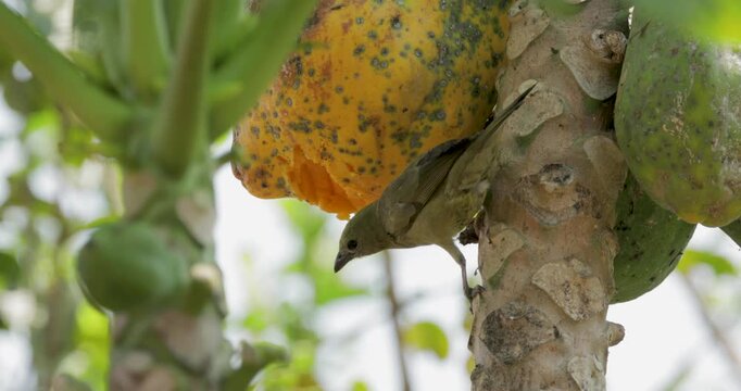 Palm tanager on papaya tree eating fruit. Close up