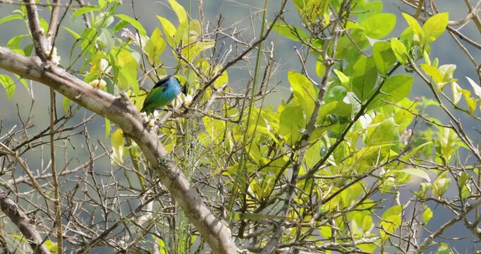 Close up of a Green headed tanager eating in tree and flying