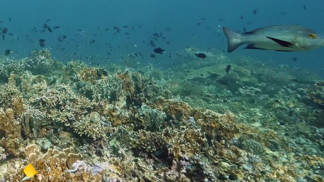 Tropical fish dart through clear Pacific waters over colorful limestone reefs, as marine life thrives in this sunny underwater sanctuary.
