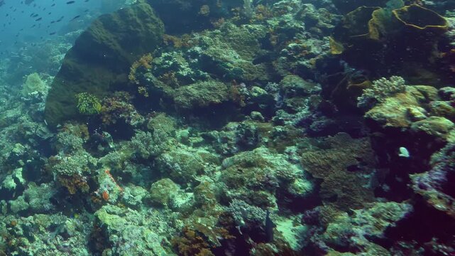 Sunlight illuminates diverse marine life and intricate rock formations during a peaceful dive along this protected tropical reef teeming with colorful fish.