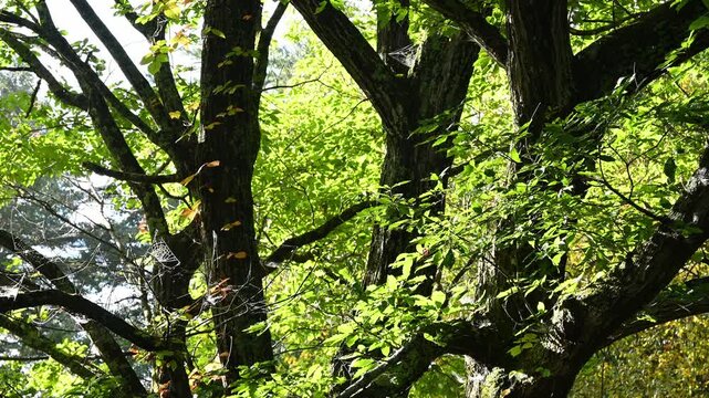 色づき始めた木々の葉の間に張られた蜘蛛の巣