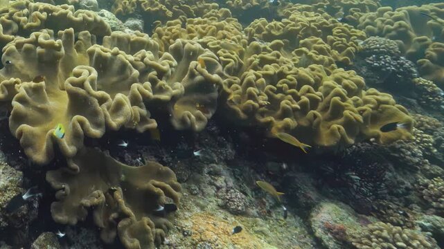 Gentle waves of golden coral sway under the bright sun while small yellow fish dart through the clear ocean water during a peaceful midday dive in the vibrant depths of the Pacific Ocean near Fiji