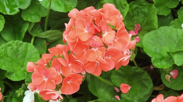 Peach color geranium flowers and ivy