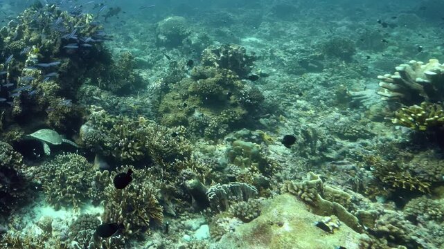A graceful sea turtle glides through turquoise Pacific waters, navigating vibrant coral gardens and schools of silver fish during a peaceful afternoon exploration.