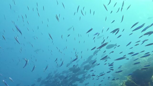 Dazzling silver fish navigate the tranquil blue depths of a Pacific Ocean reef during a bright afternoon.