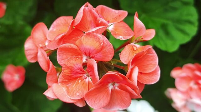 Peach color geranium flowers and ivy
