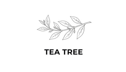 Fototapeta premium Minimalist line drawing of a tea tree branch with green leaves and the text tea tree on clean white background.
