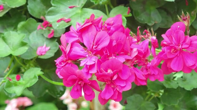 purple ivy geranium flowers and ivy, geranium