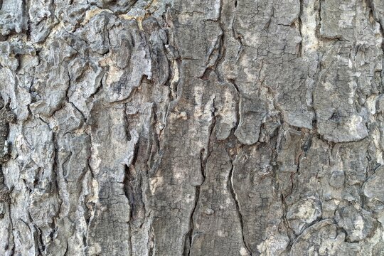 Close-up of rough tree bark texture, natural wood pattern background