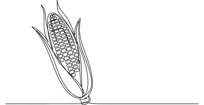 Black and white line art drawing of a fresh corn cob with husk