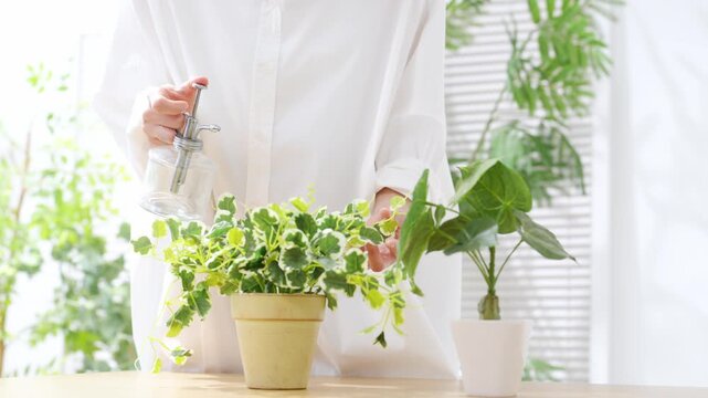 A woman spraying a plant. Gardening, horticulture, houseplants, hobby, watering, fertilizing, pest control, plant care, indoors.