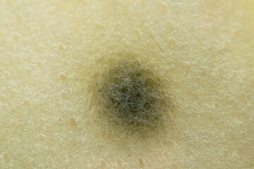 Macro closeup of black mold growing bread showing fungal texture food spoilage contamination decay microbiology hygiene risk detailed natural surface © JP.Studio