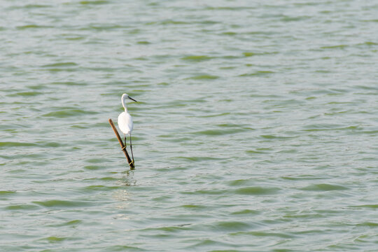 Little egret perched wooden pole above gentle water natural ripples showcasing wildlife habitat peaceful nature birdwatching outdoor environment