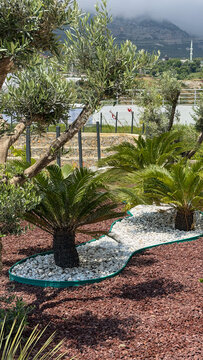Decorative landscaping with sago palm cycads, olive trees, white decorative stones, and red gravel in a modern residential garden. Mountain landscape with cloudy sky in the background.