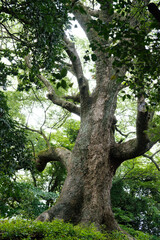Fototapeta premium Ancient tree stands tall, roots deep in earth