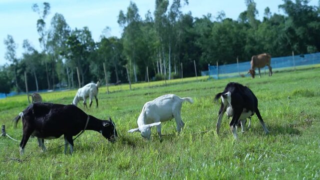 Peaceful scene of goats grazing on a farm surrounded by rural greenery.