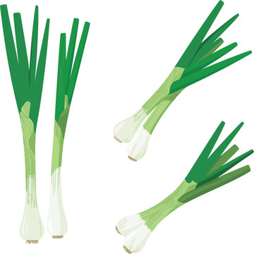 Fresh, organic green onion scallions vector illustration isolated on a white background for food design