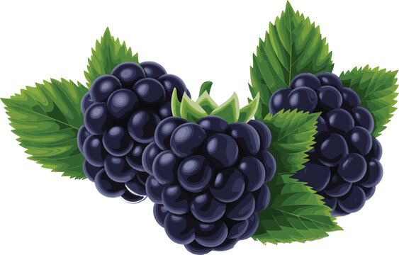 Fresh, ripe organic blackberries vector illustration with detailed green leaves isolated on white background design