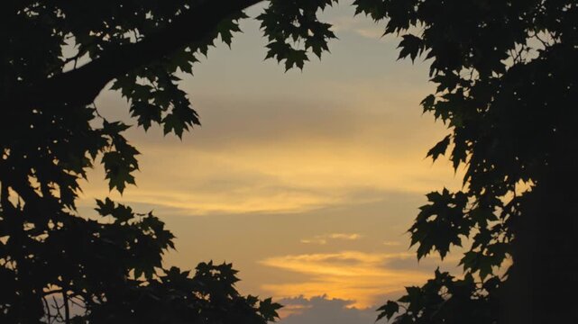 Sunset sky framed by dark tree leaves in late afternoon nature