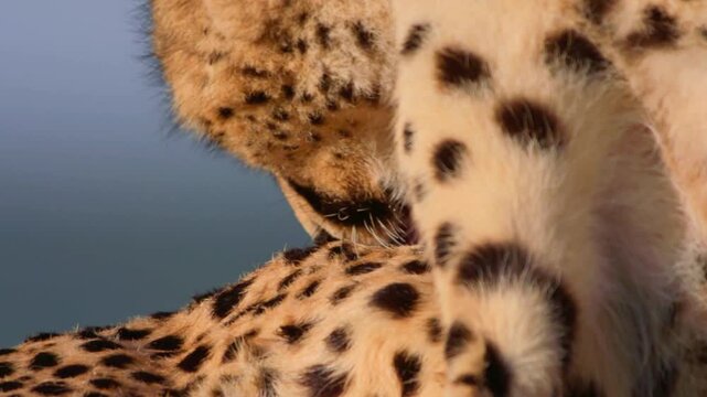 Cheetah fur pattern close up, wild leopard spots texture in golden hour light, macro detail of African big cat grooming, wildlife nature background