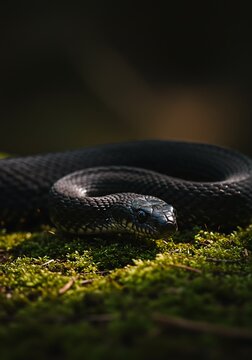 Emerald Shadow