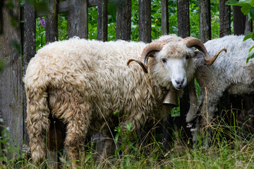 White ram with curled horns and a hanging bell faces the camera beside a rough wooden fence. Its matted wool contrasts with green leaves and tall grass in a quiet mountain meadow. © Chornogirskyi