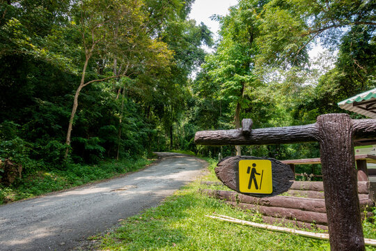 road in the forest.Beautiful nature trail