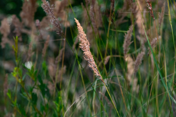 A single grass seed head stands sharp against a soft background of reeds and leaves. Warm light reveals delicate fibers and subtle rosy tones capturing the quiet beauty of a meadow. © Chornogirskyi